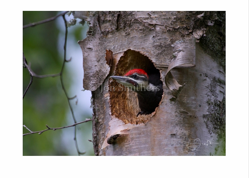 062212_7439-Male Pileated Woodpecker.jpg